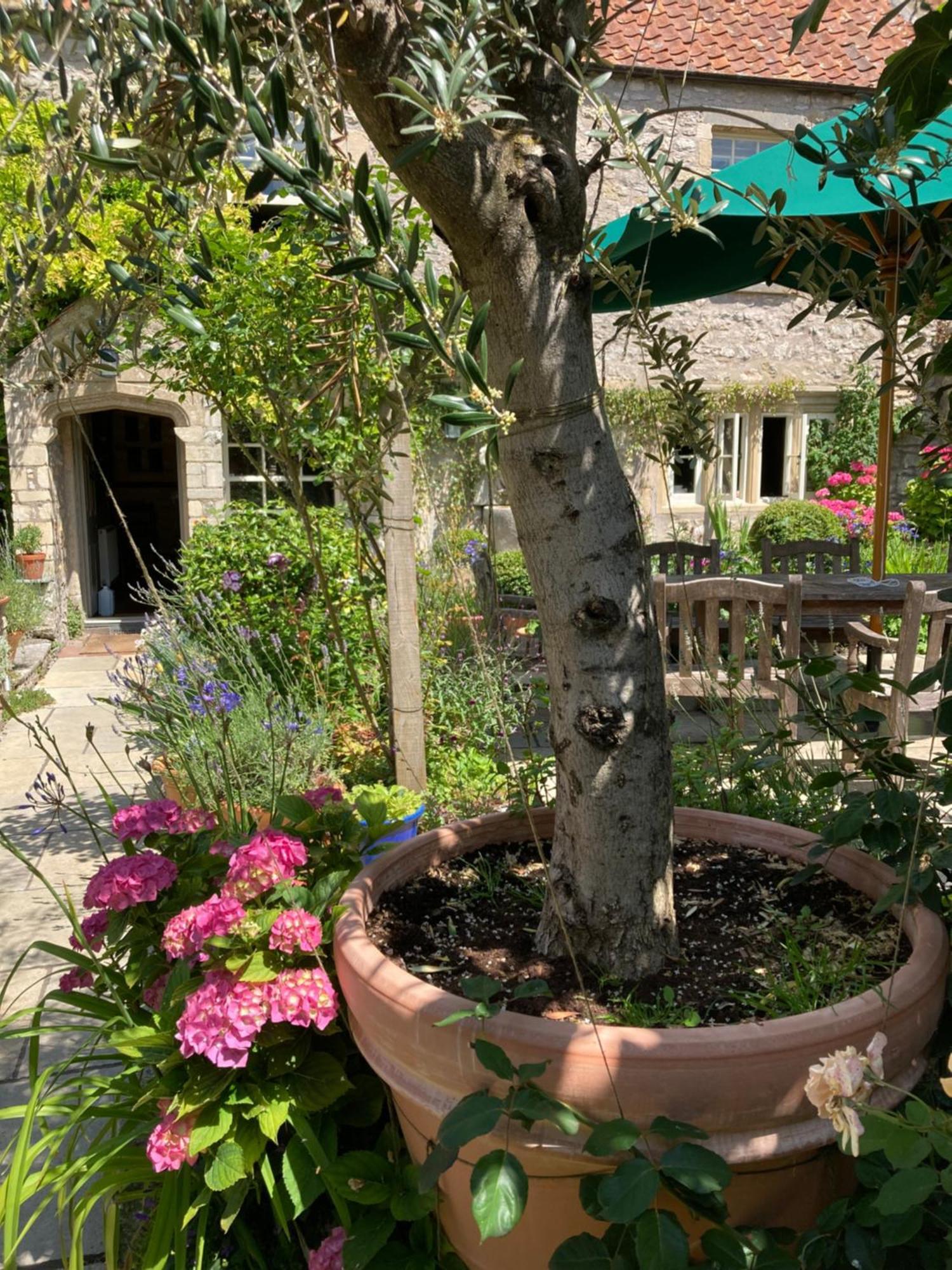 Maplestone Bed & Breakfast Шептън Малет Екстериор снимка
